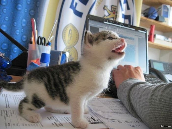Выйди с пикабу и покорми котейку!