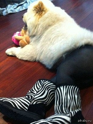 Собаке одели колготки