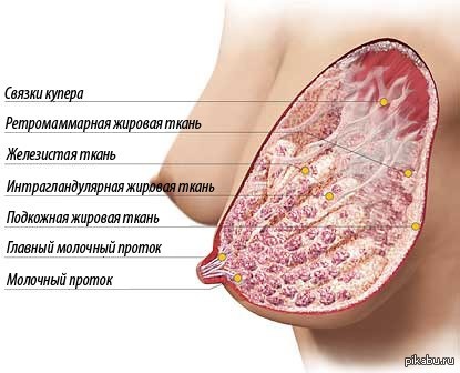 The structure of the female breast.. - NSFW, , Female, Women, Breast, Anatomy