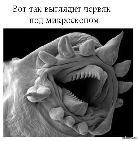 фото кожа под микроскопом онлайн