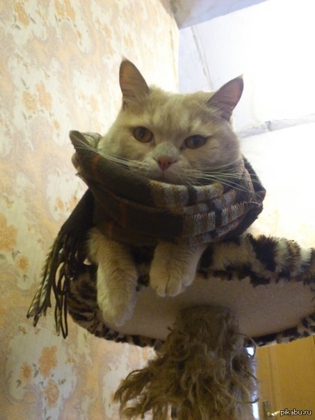 ���� ������������ ���...