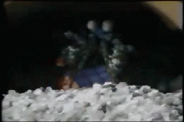 Рак-богомол могёт)