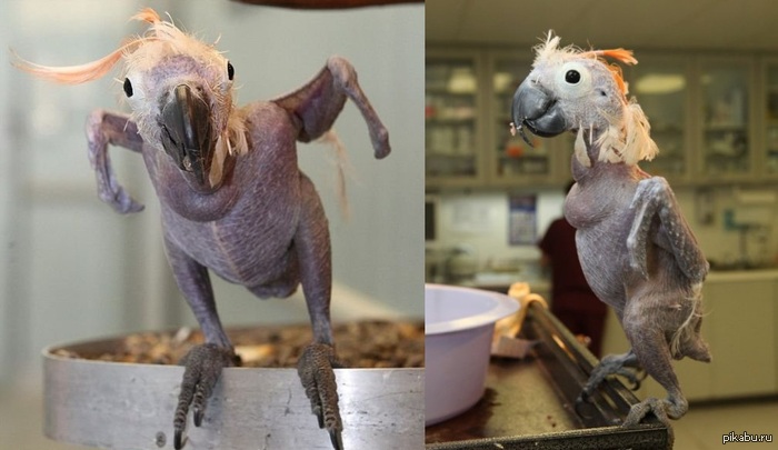 ������ �������