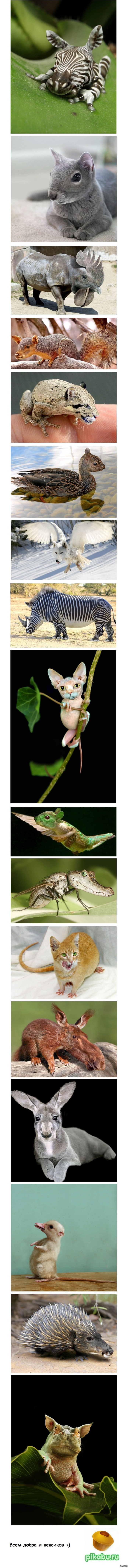 В мире животных