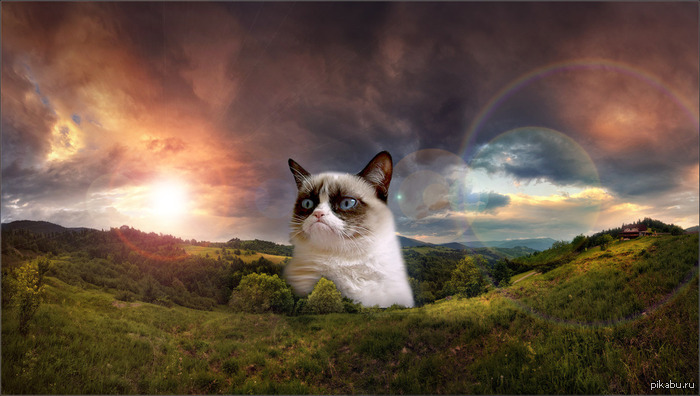 Grumpy Cat 