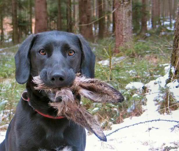 Поиграй со мной зай ))))))