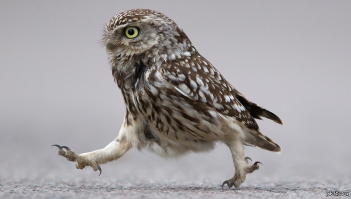 Мистер решительность