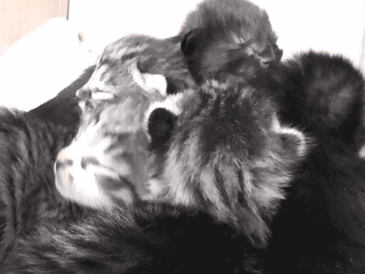 Новорожденные котята