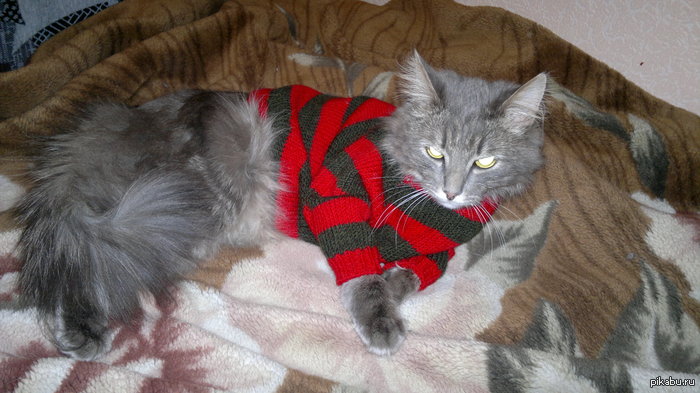 КОтСПЛЕЙ на Фредди