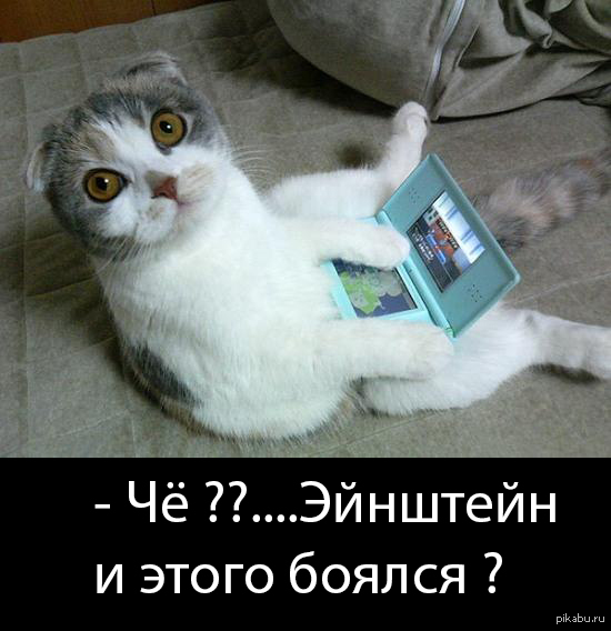 Котэ и электроника | Пикабу