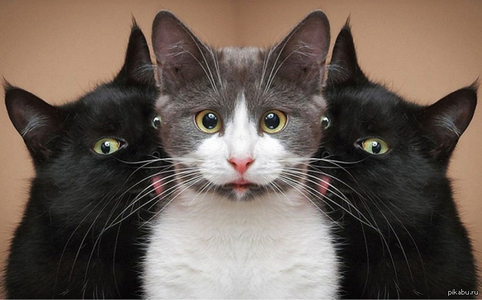 Like a cat-boss