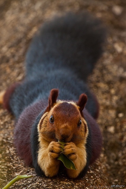 ���� ����������� �������