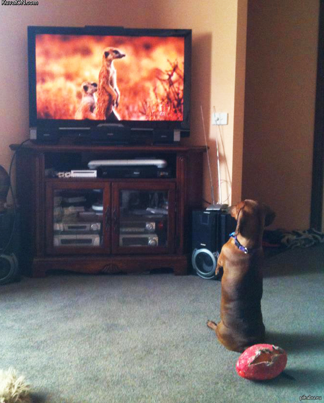 Собаки смотрят телевизор