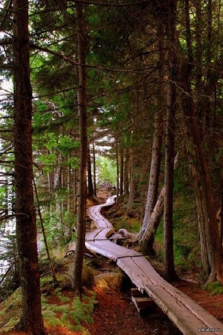 Лесная велосипедная дорожка