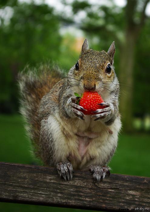 Fresh strawberries for Friday... As usual.. - NSFW, Strawberry, Friday