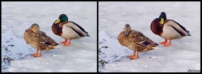 Уточки - синхронистки :)