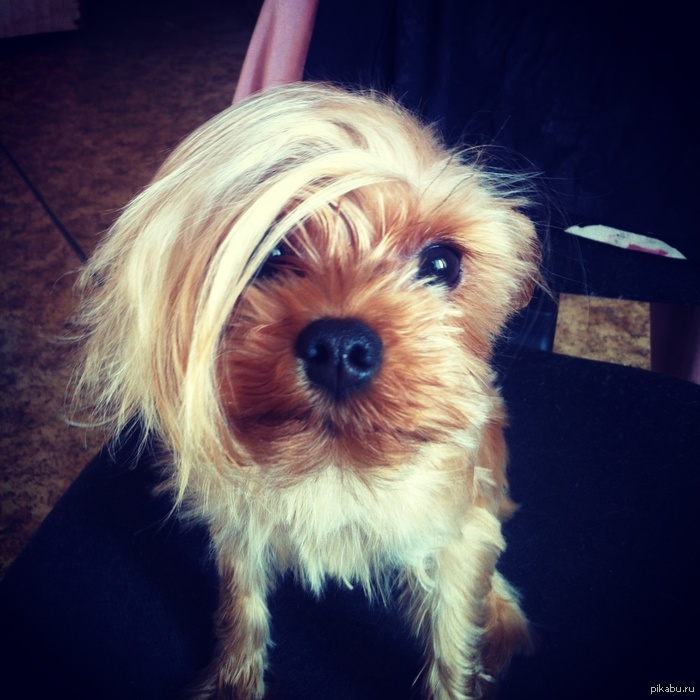 Подстригла свою собаку, теперь она хипстер))))))