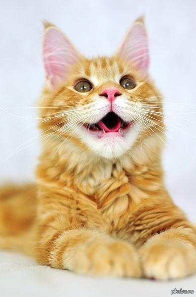 Котенька :3 | Пикабу