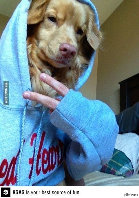 Cute dog, in a cute sweatshirt :) - Dog, Nyasha