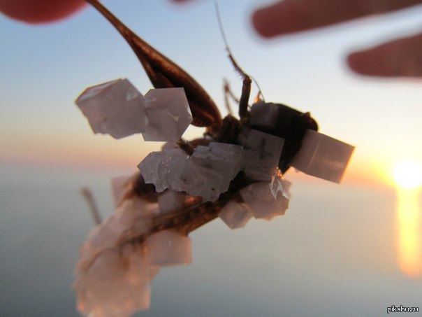 Один роковой прыжок для кузнечика. Место озеро Эльтон