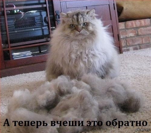 а теперь вчеши это все обратно .__. | Пикабу