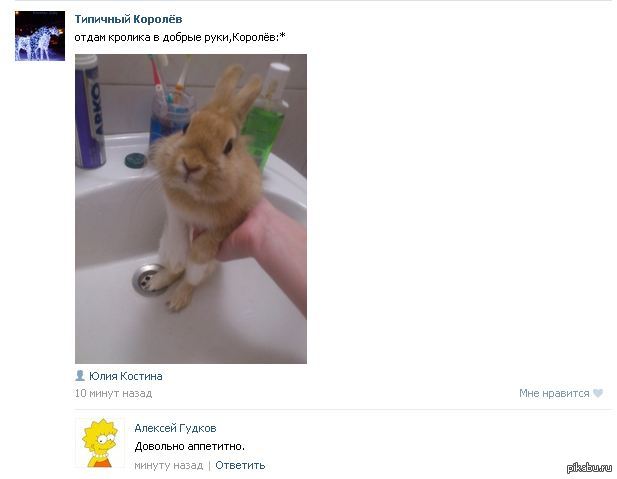 отдам в хорошие руки бесплатно. объявление отдам котят. реклама приюта для бездомных животных. отдам в хорошие руки бесплатно. объявление о щенках в добрые руки.