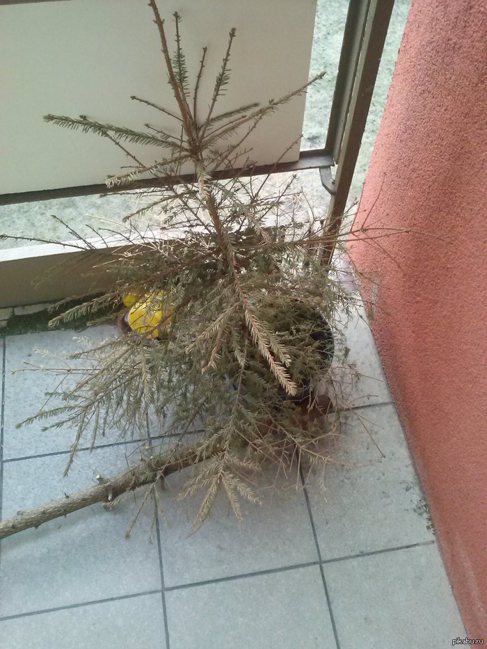 время выбрасывать ёлку