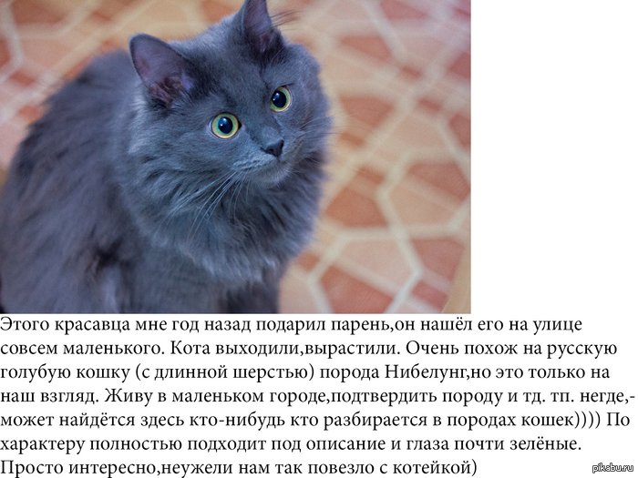 Кто-нибудь разбирается в породах кошек???