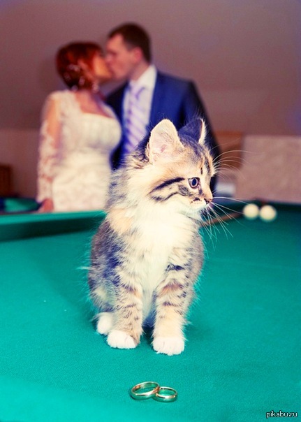 Свадебный котенок