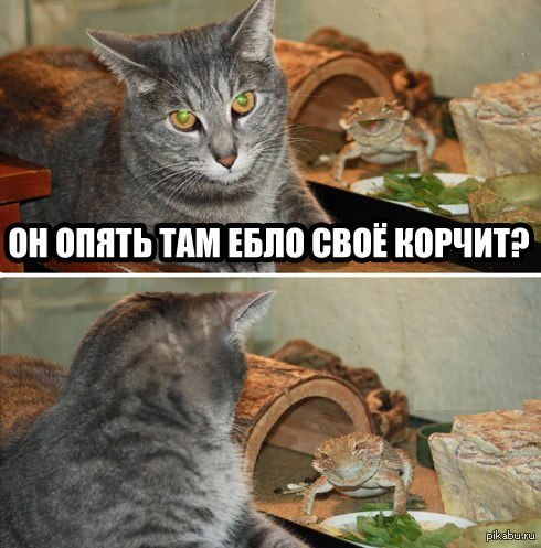 Котейка
