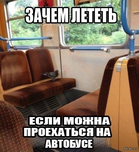 Голубиный автобус. Голубь в автобусе. Зачем на автобусе. Голуби в автобусе прикол. Закуток приколов.