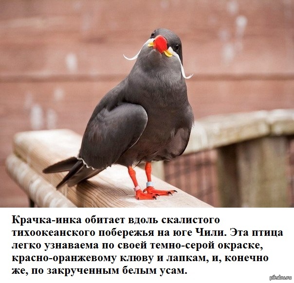 Everybody heard about the bird