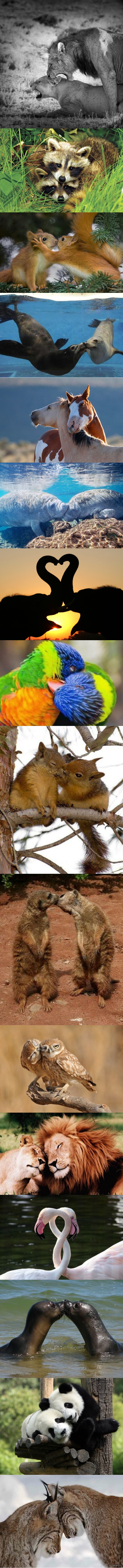 Нежность по зверски!