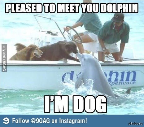 It is funny and nice. It is funny and nice. Мем игривость. Overqualified. It is funny and nice.