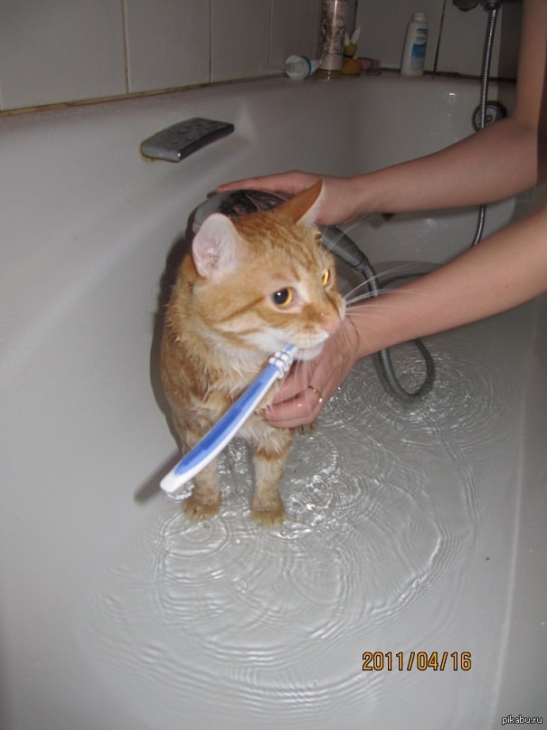 �������� ������ ����.