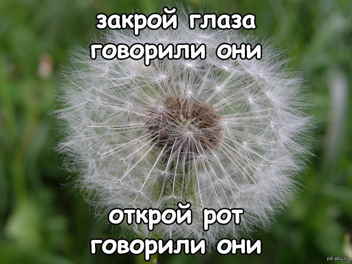 Если днем одуванчики закрылись. Семянка одуванчика. Раскрытые одуванчики. Плод одуванчика беловатого. Рос шар бел дунул одуванчик.