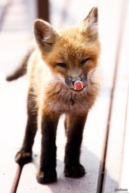 fox - Fox, The photo, Milota