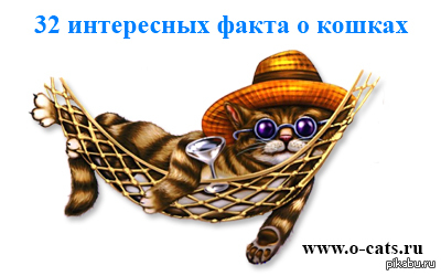 32            .  http://www.o-cats.ru/index.php/stati/168-32-interesnyh-fakta-o-koshkah.html