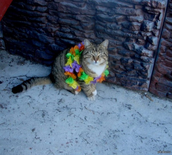 ���� �� �.����)))