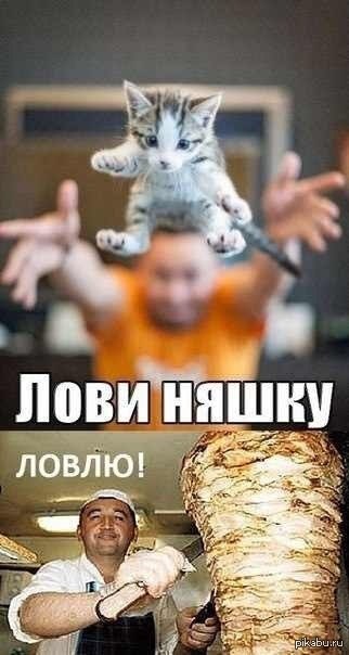Мем с котом шаурма У кого то будет Шаурма Пикабу