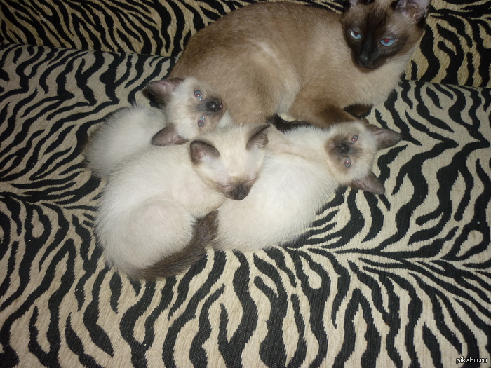 ��� �������)