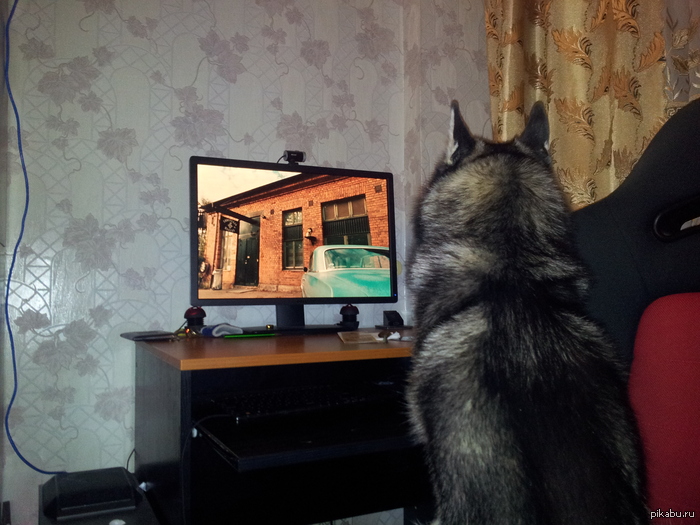 сфоткал пса, пока тот смотрит фильм..