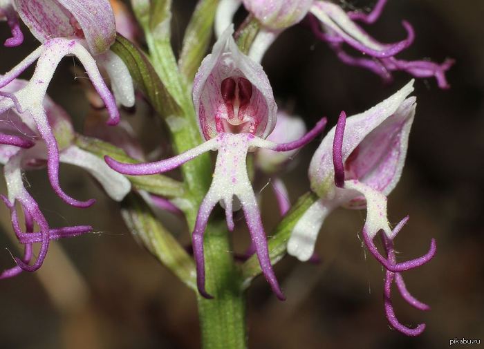   (Orchis simia)