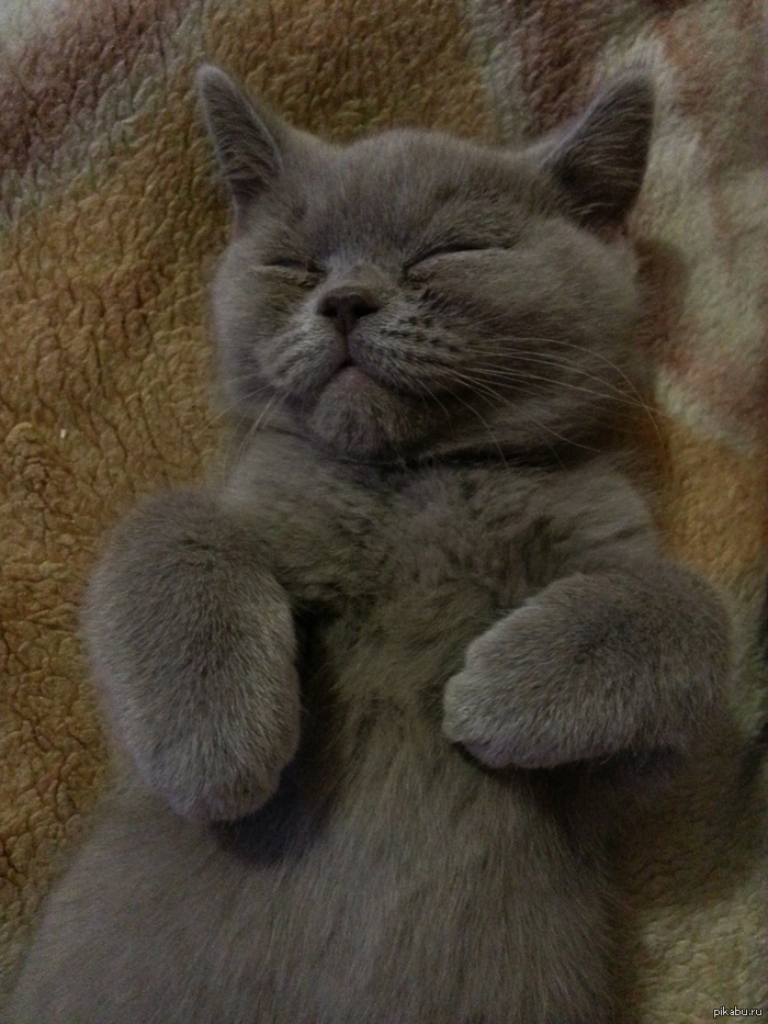 ��� ����� ��������.