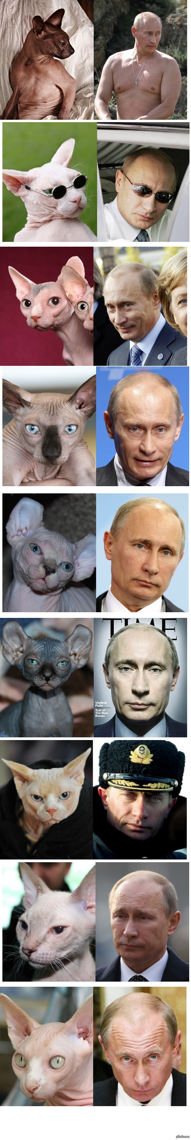 Путин котик