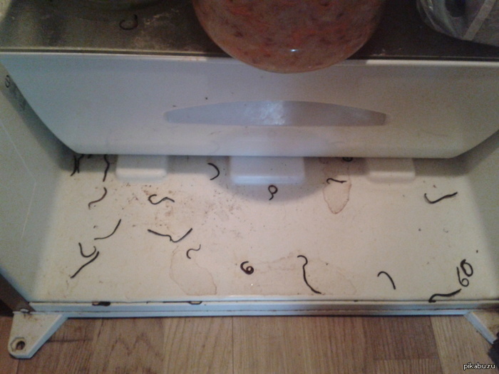 На рыбалку собрался, блеать!