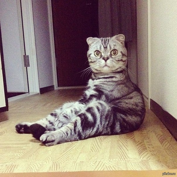 Сидячий кот