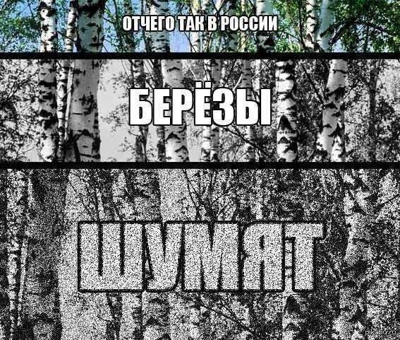 Песня почему березы шумят. Отчего так в России березы шумят. Отчего ОАК В Росси берещы шумям. От чего так в России берёзы шумет. От чего берёзы шумят.