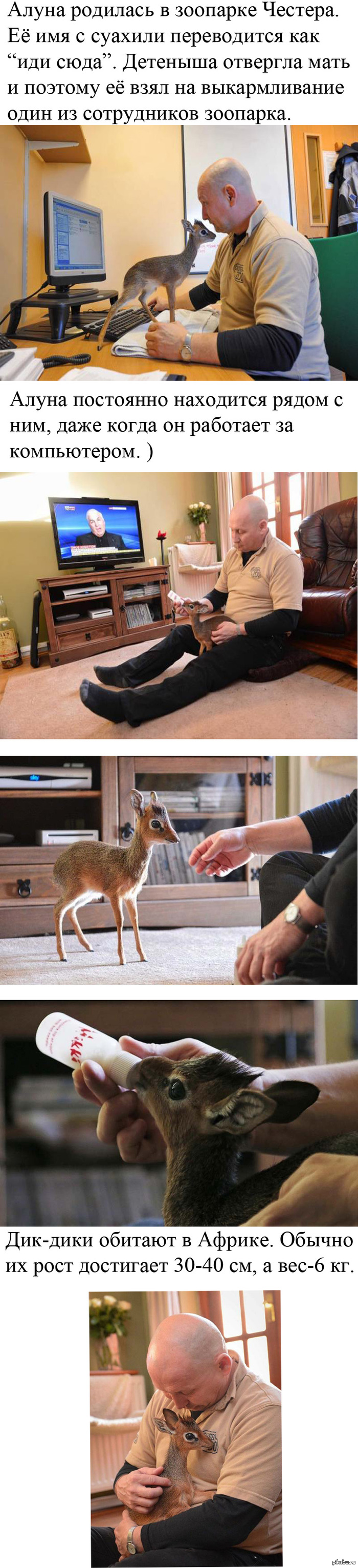 ����������� �������� �����