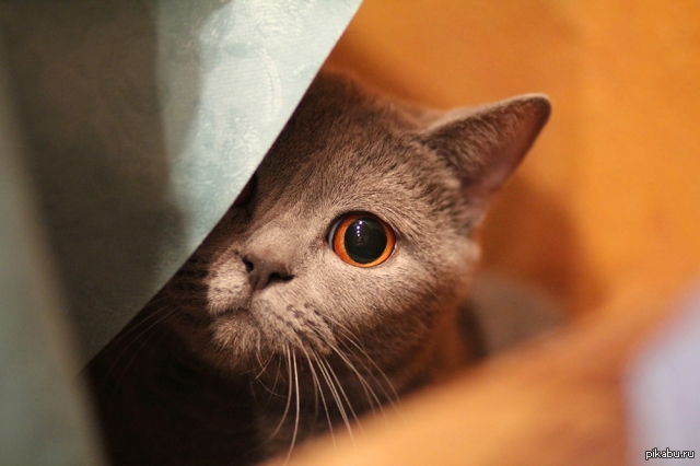 Ну хоть одним глазом